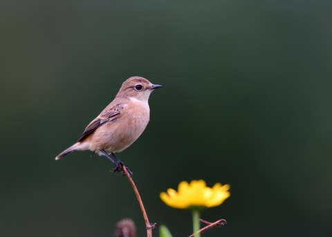 ノビタキ♀冬羽7036