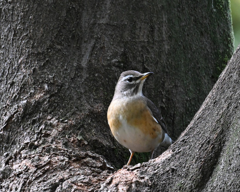 マミチャジナイ9699