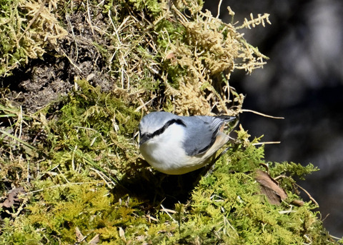 ゴジュウカラ7602