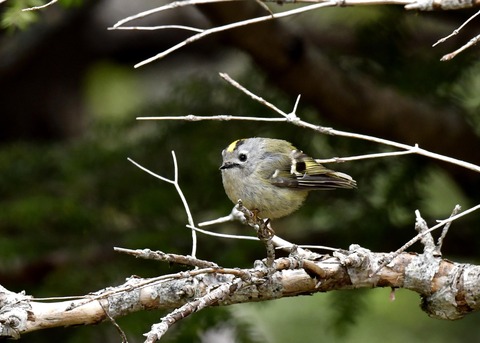 キクイタダキ9928