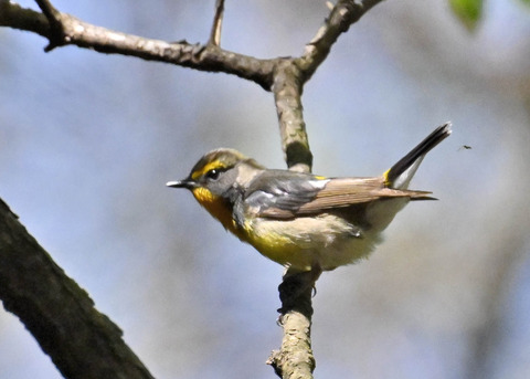 キビタキ♂第一回夏羽3438