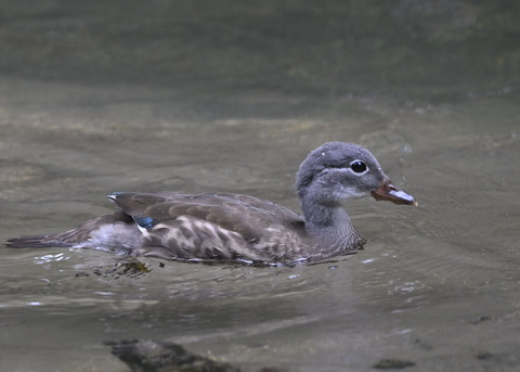オシドリ♀幼鳥6677