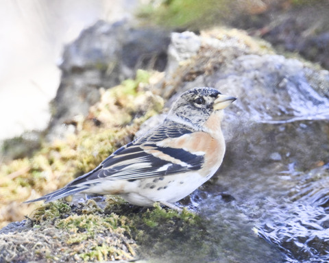 アトリ♂6597