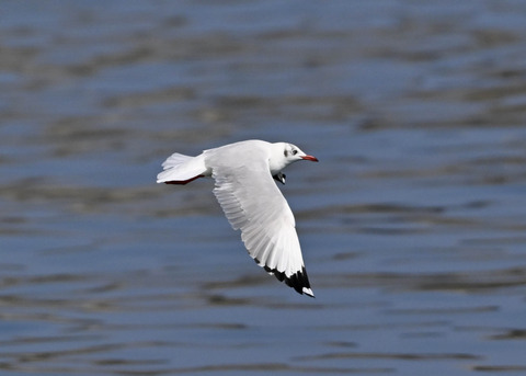 チャガシラカモメ3456