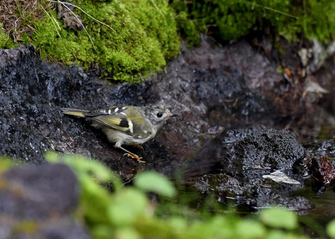 キクイタダキ幼鳥2831