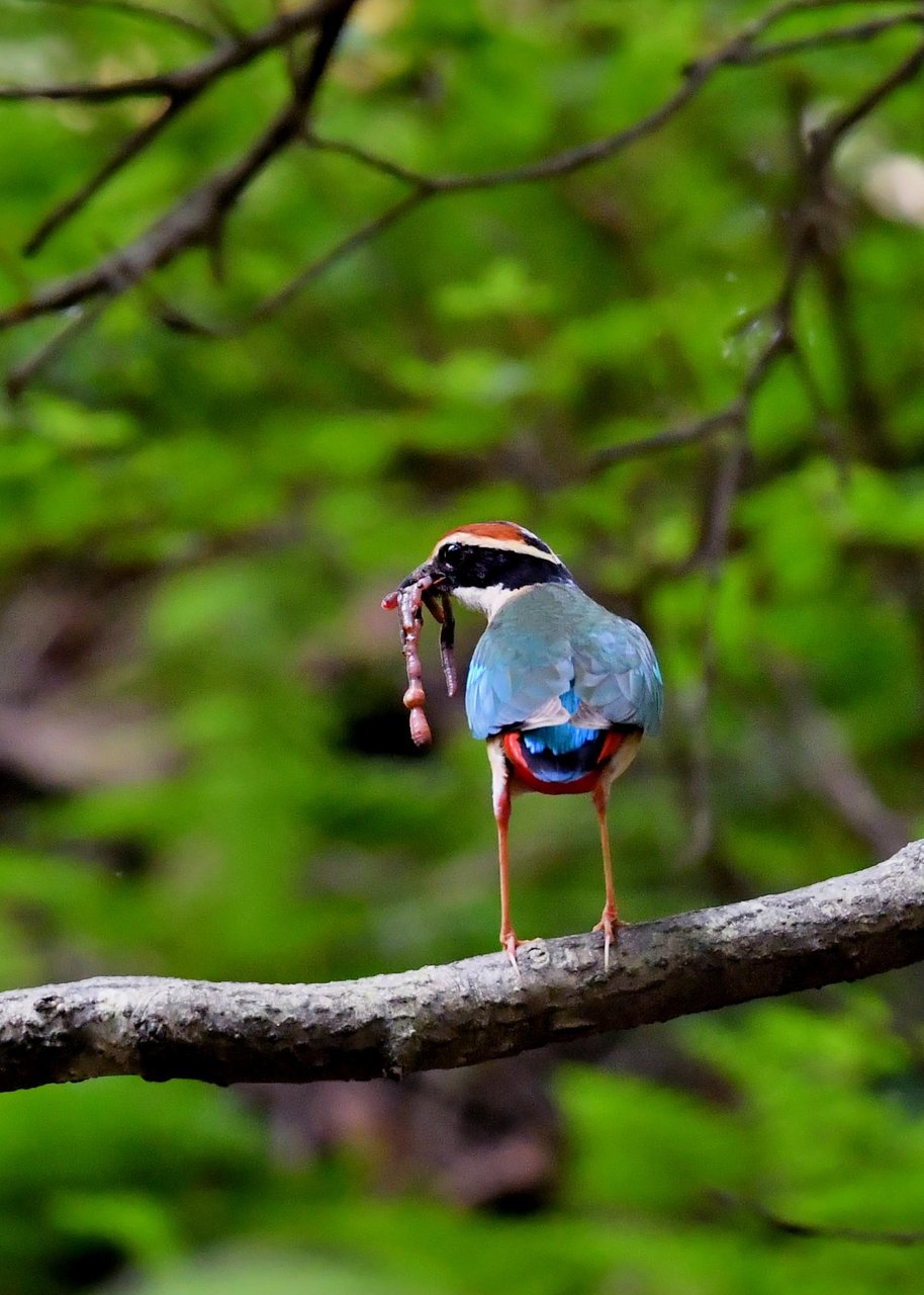 ヤイロチョウ 野口洪志の野鳥日記 ヤイロチョウ 野口洪志の野鳥日記
