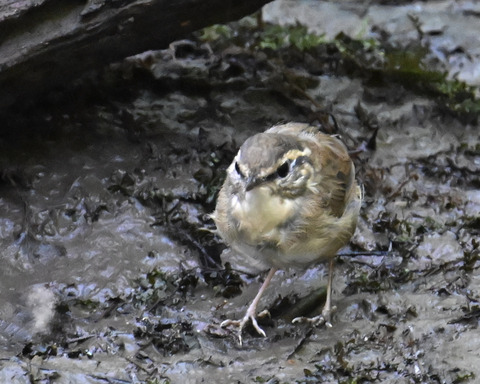 ヤブサメ幼鳥4720