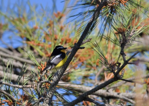 マミジロキビタキ2126