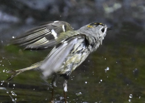 キクイタダキ♂0964