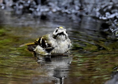 キクイタダキ♀0223