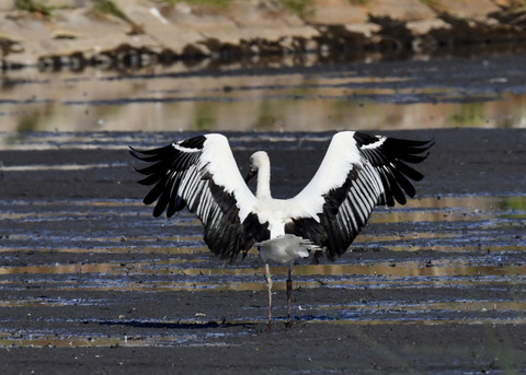 コウノトリ(J0189)6403