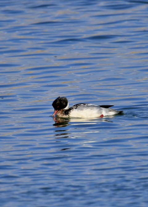 ウミアイサ♂5588