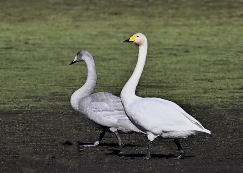 オオハクチョウ3836