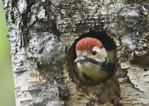 アカゲラのヒナ①5185