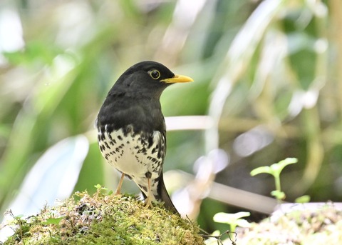 クロツグミ♂5550