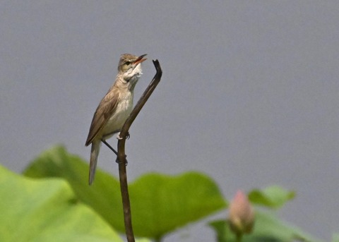 オオヨシキリ1787