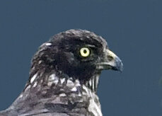 ズグロチュウヒ3000(3226)