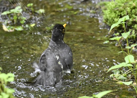 クロツグミ♂3525