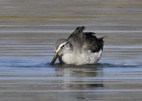 オオハシシギ2677