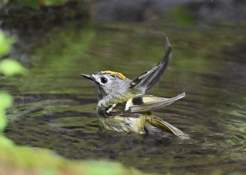 キクイタダキ♂1154