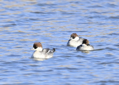 ミコアイサ♀5447