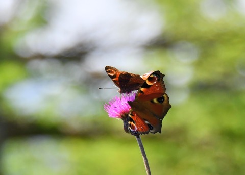 クジャクチョウ1402