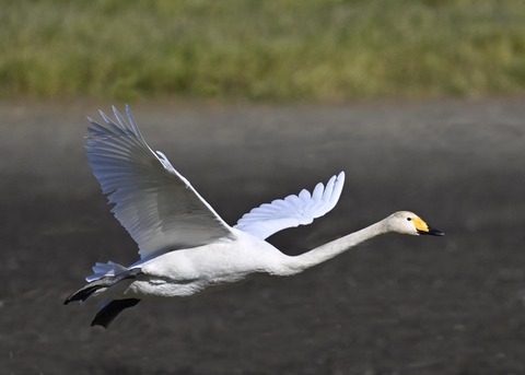 オオハクチョウ4070