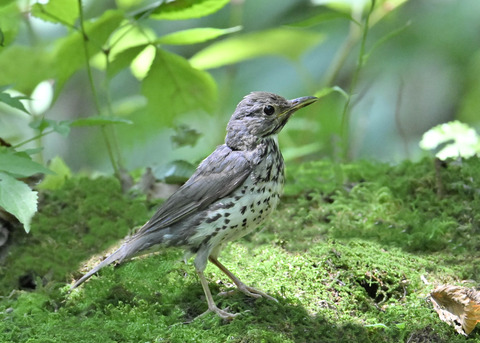 クロツグミ♀幼鳥5360