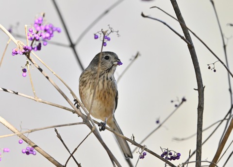 ベニマシコ♀0689