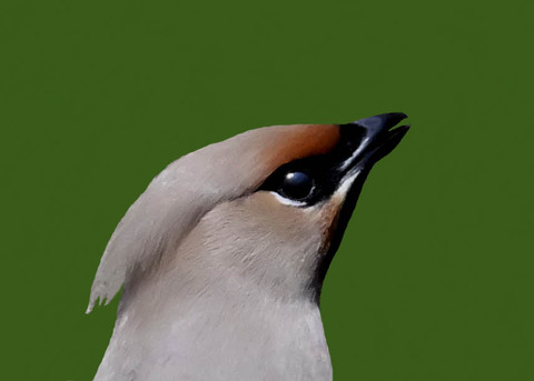 キレンジャク4003
