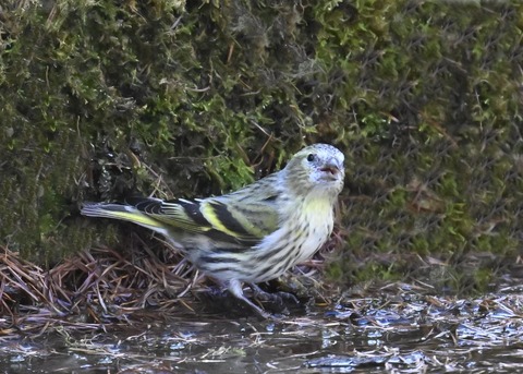 マヒワ♀7232