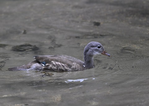 オシドリ♀幼鳥6679