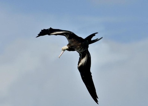 オオグンカンドリ0766