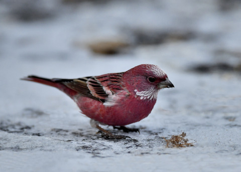 オオマシコ♂3300