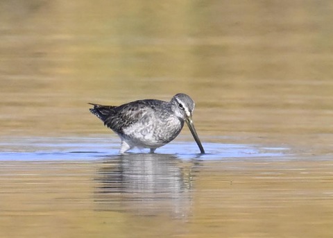 オオハシシギ6163