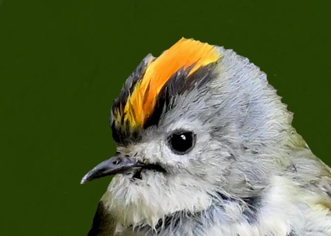 キクイタダキ♂2000