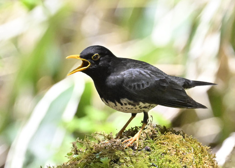 クロツグミ♂3086