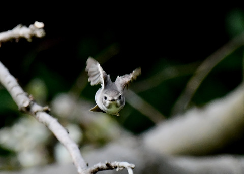 コサメビタキ7249