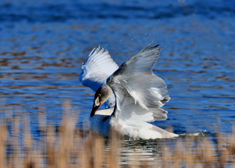 オオハクチョウ8565