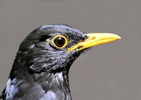 クロツグミ♂5002