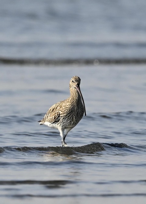 ダイシャクシギ02774