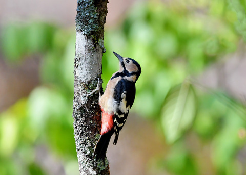 アカゲラ♀1567