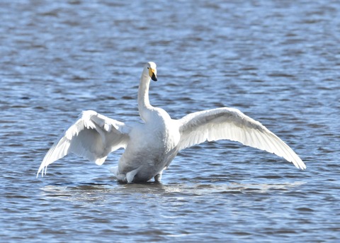 オオハクチョウ1539