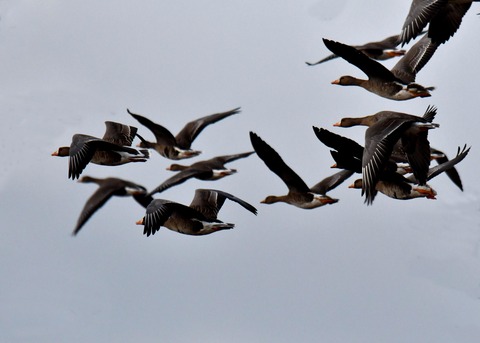 飛ぶ・マガン4259