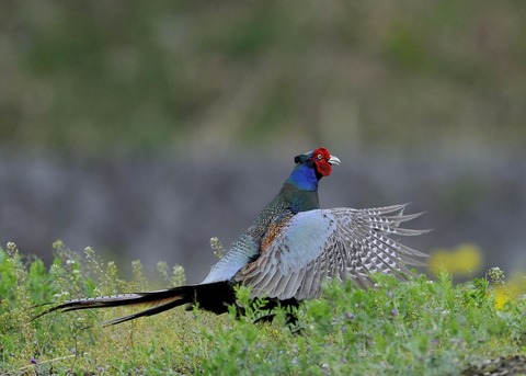 羽広る・キジ♂0191◎