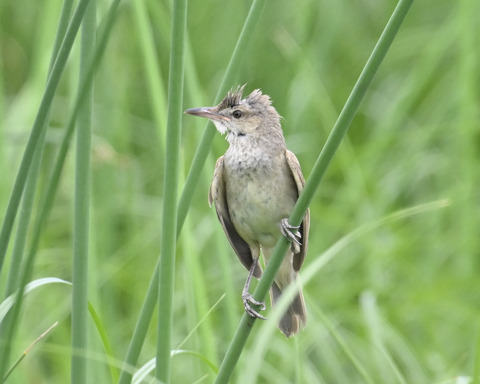 オオヨシキリ6851
