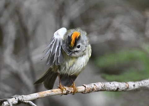 キクイタダキ♂2230