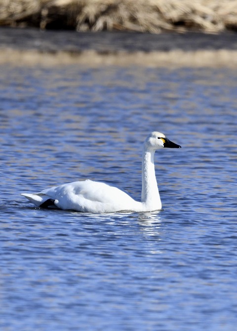 アメリカコハクチョウ①0268