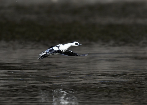 ミコアイサ♂8442