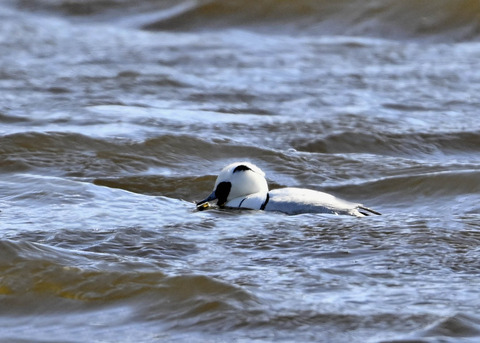 ミコアイサ♂9207